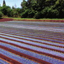保温マルチ 厚さ0.02mm×幅135cm×長さ200m 3本セット(雑草防止シート マルチフィルム 害虫 雑草対策 フィルム マルチング マルチシート 農業用...