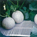 ストロースノコ白メロン用25m×30cm