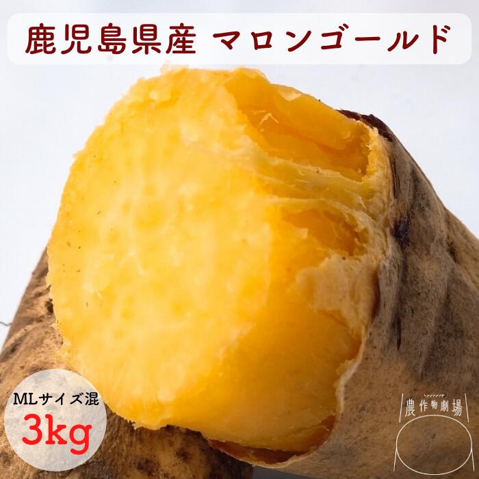 送料無料 希少 鹿児島県産 マロンゴールド 3kg レア さつまいも 国産 野菜 常備野菜 保存野菜 生芋 お歳暮 ギフト 御歳暮 年末年始 年末 お返し 人気 食べ物 贈り物 送料無料 プレゼント ブランド