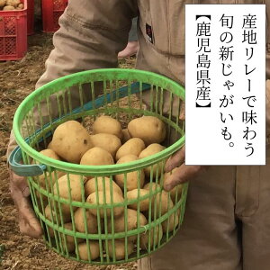 ★現在、肝付・出水地区の新じゃがいもをお届け中★鹿児島県産 新じゃがいも 2Lサイズ 3kg ニシユタカ 西豊 国産 野菜 まとめ買い 大容量 *じゃがいも2L3kg*