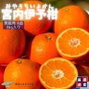 【先行予約】宮内いよかん 家庭用B品【1月より順次発送】愛媛農家直送|8kg サイズ混合|2kg増量 or ムッキーちゃん付き 選べる キャンペーン 旬の柑橘 お取り寄せ 訳あり【送料無料】