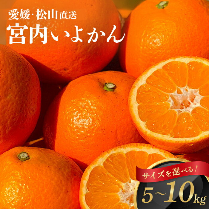 ★11/15限定PT10倍キャンペーン★【先行予約】熟成 いよかん 訳あり 家庭用 【1月より順次発送】 ｜ 10kg 8kg 5kg ｜ サイズ混合・小玉 (L以下) ｜ 愛媛 農家 直送 ｜ 先着 数量限定 ムッキーちゃんorロゴボールペン プレゼント ｜ 伊予柑 柑橘 フルーツ みかん【送料無料】