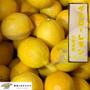 【先行予約】イエローレモン 家庭用B品【2月より順次発送】愛媛農家直送|2.5kg / 5kg サイズ混合|完熟レモン ノーワックス 防腐剤不使用 国産レモン 安心 安全 訳あり【送料無料】