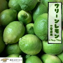 【先行予約】グリーンレモン 家庭用B品【9月より順次発送】愛媛農家直送|2.5kg / 5kg サイズ混合|ノーワックス 防腐剤不使用 国産レモン 安心 安全 訳あり【送料無料】