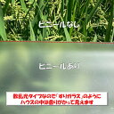 梨地（無滴） 0.1mm厚 185cm幅 農ビ 散乱光 ナシジ 農業用 ビニールハウス用 トマト イチゴ 育苗 家庭菜園 三菱 希望の長さ（m）を数量に入力 三菱ケミカルアグリドリーム 継ぎ目なし スピード出荷 自社加工 2