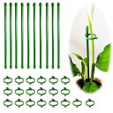 BIUTEFOR 支柱 園芸 植物支柱 観葉植物 支柱 【花支柱*10個/フォルダ*20個】花支え 胡蝶蘭観葉支柱 誘引 支柱 植物サポート 農業用 園芸用品 ガーデニング花支え支柱 【30CM】