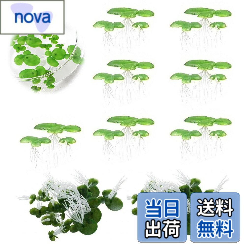 ������̵����PAVIKE �͹��������� (3������ 36������) �͹����� �͹���ͷ �������ꥦ�࿢ʪ �ߥ˥������� �������� ������ �����󥯥ǥ��졼����� ...