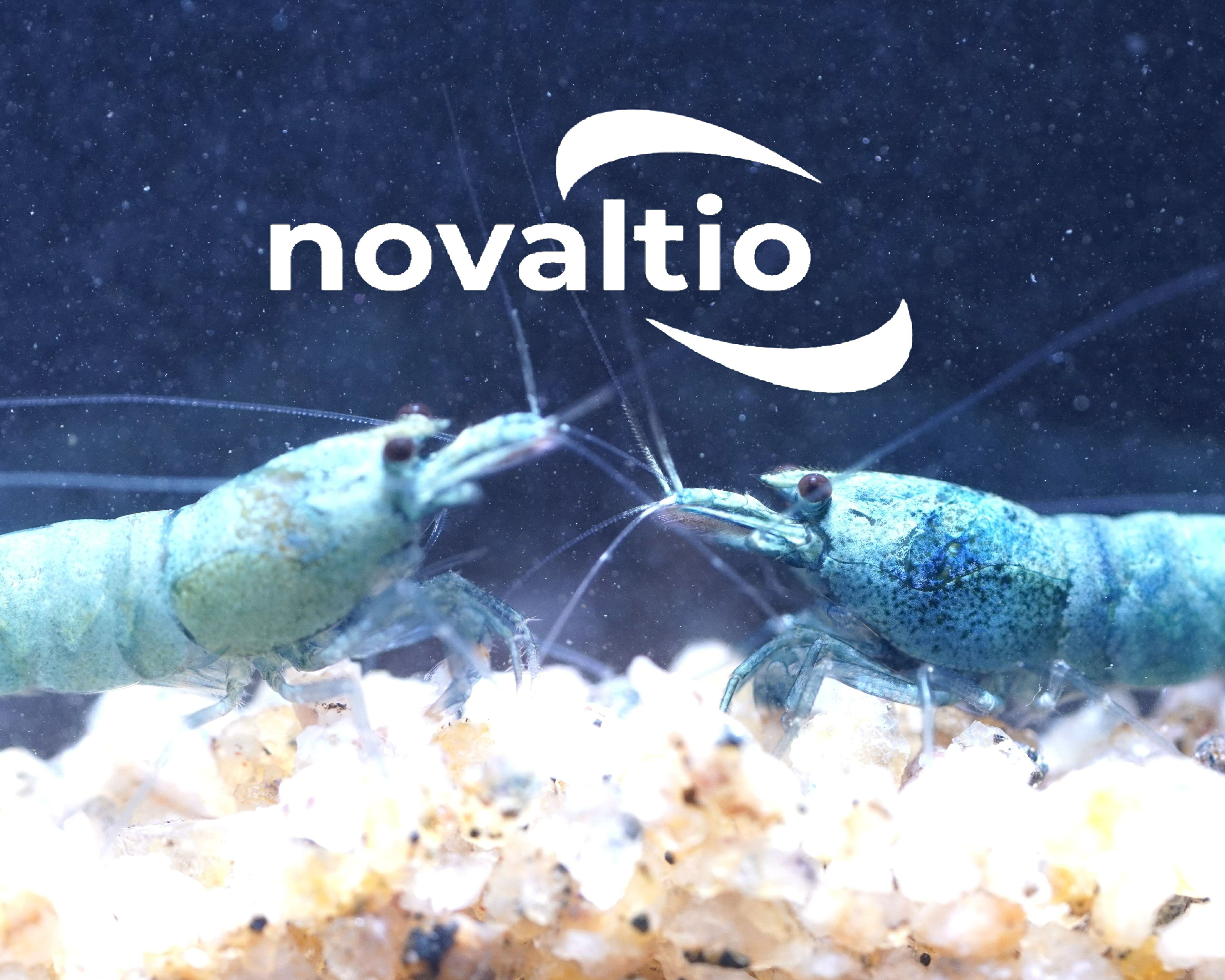シュリンプをお買いあげいただきレビューをご投稿いただいた方に次回お買い求めの際に使える300円OFFのお得なクーポンをプレゼント！ 【ミドルブルーターコイズ　シュリンプ】 台湾有名ブリーダーが創った超一品のターコイズを出品。 頭から、足、腹部、尾まで綺麗な色のターコイズシュリンプです。 鮮やかなターコイズカラーが水槽に新たな色を添えます。 【シュリンプの飼育環境】 飼育水 ： マーフィード浄水器 TDS：100～120PPM pH：6.4～6.9 水温：23℃前後 濾過 ： スポンジフィルター ソイル(砂・土) ：アマゾニア 水換：10日毎　 餌：弊社製造の脱脂大豆・植物性の餌・動物性の餌を交互に 以上を使用して生育しております。 【ご注文シュリンプの発送、お届け日時】 ご注文の際、ご希望のお届け日時をご指定ください。 最短で、ご注文いただきました日の翌々日の発送になります。 尚、日曜日は弊社休業のため出荷はできませんのでご了承ください 。 【開封時の死着保証】 気候により保冷剤、カイロなどを使用、またお届けまで生存可能な量の医療用酸素を搬送用袋に注入するなど、生体に充分配慮した梱包にて発送いたしますが、万が一死着が発生した場合は、同等のシュリンプを早急に発送いたします。 死着が発生した場合は、まずは開封時の写真をお撮りいただき、当日中に購入履歴よりショップにお問い合わせください。迅速対応をさせていただきます。