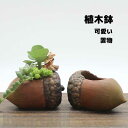 新生活 植木鉢 ミニ 2点セット プランター 多肉 苔 コケリウム 苔リウム 箱庭 鉢 可愛い サボテン 多肉植物 寄せ植え 置物 インテリア どんぐり 松かさ...