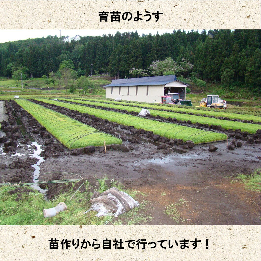 コシヒカリ 30年産 白米25kg(5kg×5袋) 野沢のこしひかり 特A 長野県北信州産 高橋義三 お米 (沖縄を除く) コシヒカリ 30年産 白米25kg(5kg×5袋) 野沢のこしひかり 特A 長野県北信州産 高橋義三 お米 (沖縄を除く)