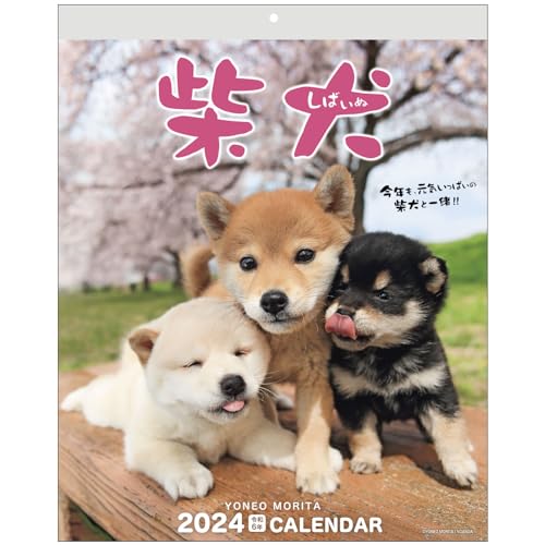 アクティブコーポレーション 2024年 カレンダー 壁掛け 森田米雄 まるごと柴犬 24ACL-11 2024年 1月始まり