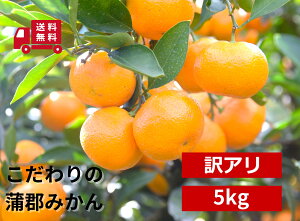 蒲郡みかん 訳アリ 5kg 温州宮川みかん おいしいみかん ご自宅用 おすそ分け用 蒲郡 みかん 温州 宮川 おいしい 自宅用 訳あり わけあり 美味しいみかん おいしいミカン みかん5キロ ミカン5キロ 訳ありみかん わけありみかん 訳アリミカン おすそわけ 5キロ お取り寄せ