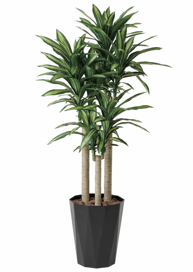 Rakuten - 光触媒 観葉植物【幸福の木1.8m 光の楽園（401K490）】