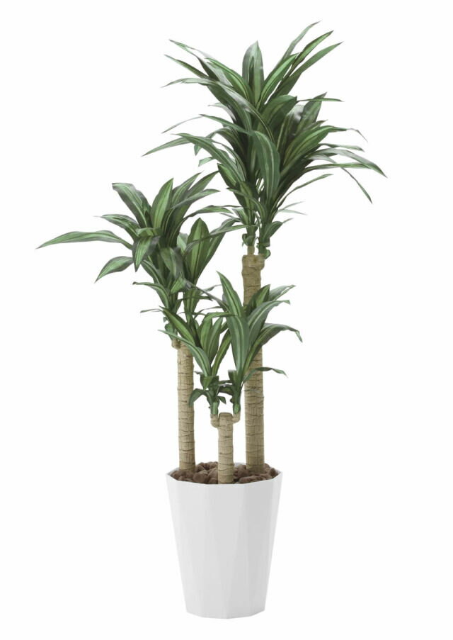 Rakuten - 光触媒 観葉植物【幸福の木1.6m 光の楽園（400K350）】