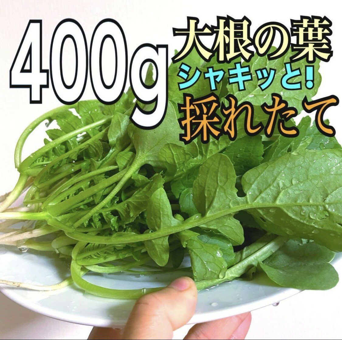 産地直送の大根葉 ( 水洗い済） 岡山県産 / 野菜　大根　葉大根　菜　葉っぱ　ビタミン　野菜セット