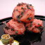 味覚庵 かつお梅 焼壷入り650g×1個 024115