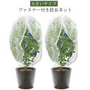 【送料無料】大きいサイズ 植物保護袋 白メッシュ ファスナー付 トマト 300x300cm 防虫ネット 植物保護カバー ネット 果樹