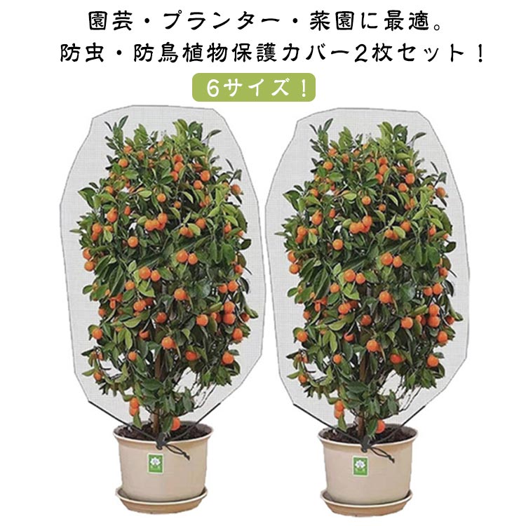 ベランダ菜園みかん2個セット花壇適...