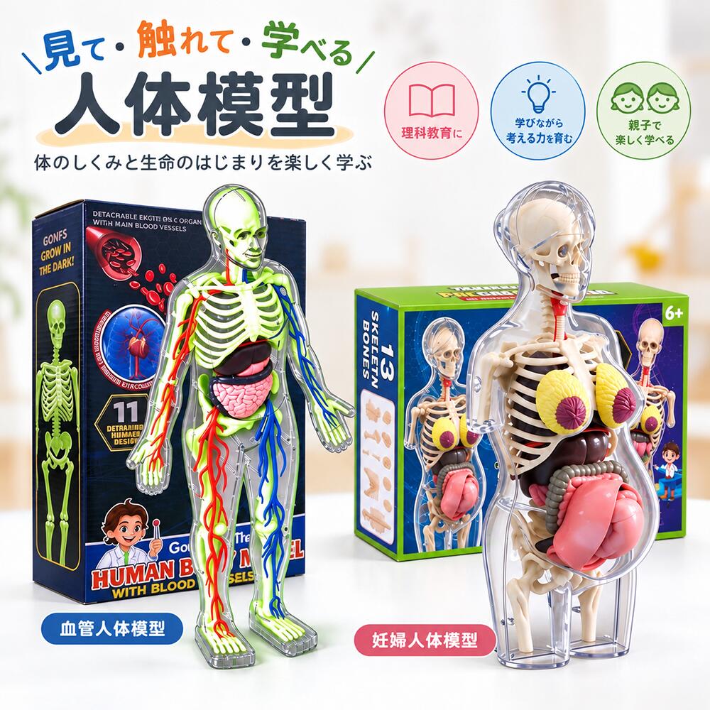 見て・触れて・学べる 人体模型 体のしくみから生命の誕生まで。 親子で楽しく学べる人体構造モデル。 人体のしくみを、もっと身近に。 骨格や血管、内臓の配置など、普段は見えない体の内部を立体的に観察できる人体模型です。 パーツを取り外しながら、それぞれの位置や形を確認できます。 お子様の「どうなっているの？」という疑問を、親子で一緒に考えるきっかけに。 家庭学習や理科の授業、自由研究など、幅広い学習シーンにおすすめです。 選べる2タイプ 血管・内臓モデル 妊婦人体モデル 骨格・血管・内臓を立体的に観察。 赤と青で表現された血管や、体の内部にある臓器の配置を確認できます。 人体の構造に興味を持つきっかけとなる学習モデルです。 妊娠中の体の内部構造を立体的に観察。 胎児や子宮、骨格、内臓などのパーツを通して、おなかの中の様子を学べます。 生命の誕生について、親子で話し合う機会にもおすすめです。 POINT 01｜内部が見える透明ボディ 透明な外装を通して、骨格や内臓の配置を観察できます。 平面のイラストだけでは伝わりにくい人体の構造を、立体的に確認できます。 POINT 02｜取り外して学ぶパーツ構造 パーツを取り外して、それぞれの形や位置をチェック。 見て、触れて、組み立てる学習を通して、体のしくみへの理解を深められます。 POINT 03｜親子で広がる学びの時間 「心臓はどこにあるの？」 「赤ちゃんはおなかの中でどう育つの？」 身近な疑問について、模型を見ながら親子で考えたり話し合ったりできます。 POINT 04｜家庭学習や自由研究にも 理科の学習、人体のしくみの観察、夏休みの自由研究などに。 学習の補助教材として、さまざまな場面で活用できます。 妊婦人体モデル｜生命の誕生を学ぶ 妊娠中の体を表現した透明な人体模型です。 胎児・子宮・胎盤などのパーツを通して、おなかの中の様子を観察できます。 赤ちゃんが生まれるまでの過程に関心を持つきっかけとなる、家庭での生命教育にもおすすめのモデルです。 商品仕様 商品名 人体構造模型 タイプ 血管・内臓モデル／妊婦人体モデル 対象年齢 6歳以上（パッケージ表示） 妊婦モデルサイズ 約21.5×9.4×9.4cm 妊婦モデル箱サイズ 約30×18×6.6cm 主な用途 理科学習・家庭学習・自由研究・人体構造の観察 セット内容 タイプにより異なります。商品画像の付属品一覧をご確認ください。 ご購入前にご確認ください ・ご購入の際は、必ずご希望のタイプをお選びください。 ・タイプにより、本体の形状や付属パーツが異なります。 ・小さなパーツが含まれます。小さなお子様の手の届かない場所で保管してください。 ・お子様が使用する際は、保護者の方が見守ってください。 ・パーツの取り外しや組み立ては、無理な力を加えずに行ってください。 ・本製品は学習用の模型です。医療行為や診断には使用できません。 ・手作業による採寸のため、サイズには多少の誤差が生じる場合がございます。 ・ご使用前に、パッケージや付属の案内をご確認ください。 親子で学ぶ、体と生命のふしぎ。 実際に見て、触れて、考える。 人体模型から、楽しい学びの時間を。