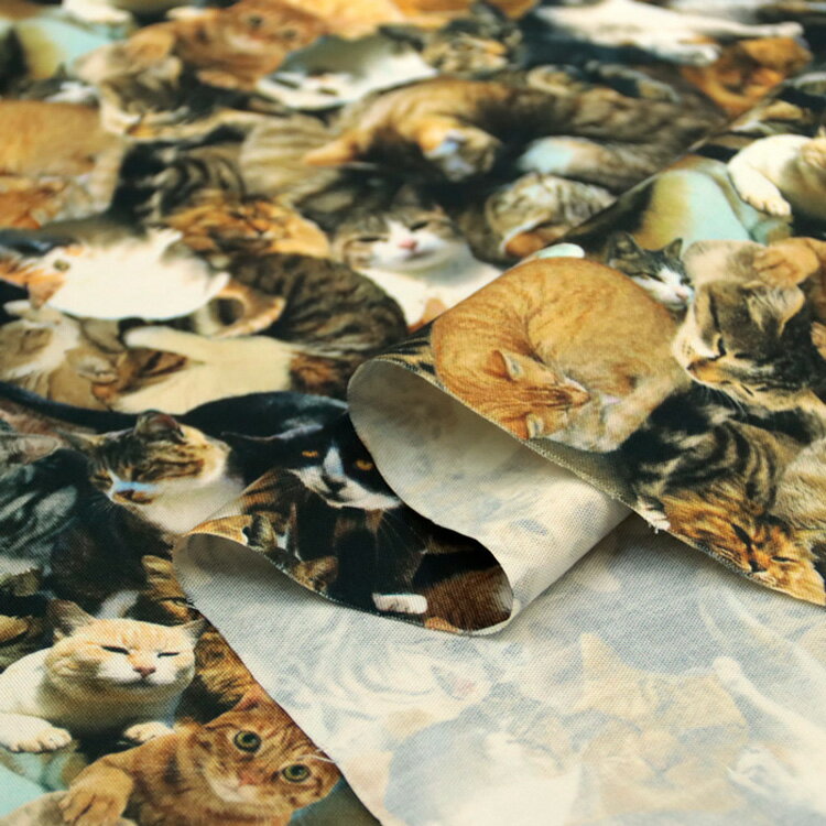 ϥ  󥯥å 󥯥å  ǭ cat dog ꥢץ Хå ƥꥢ  ϥɥᥤ ݡ  50cmñ