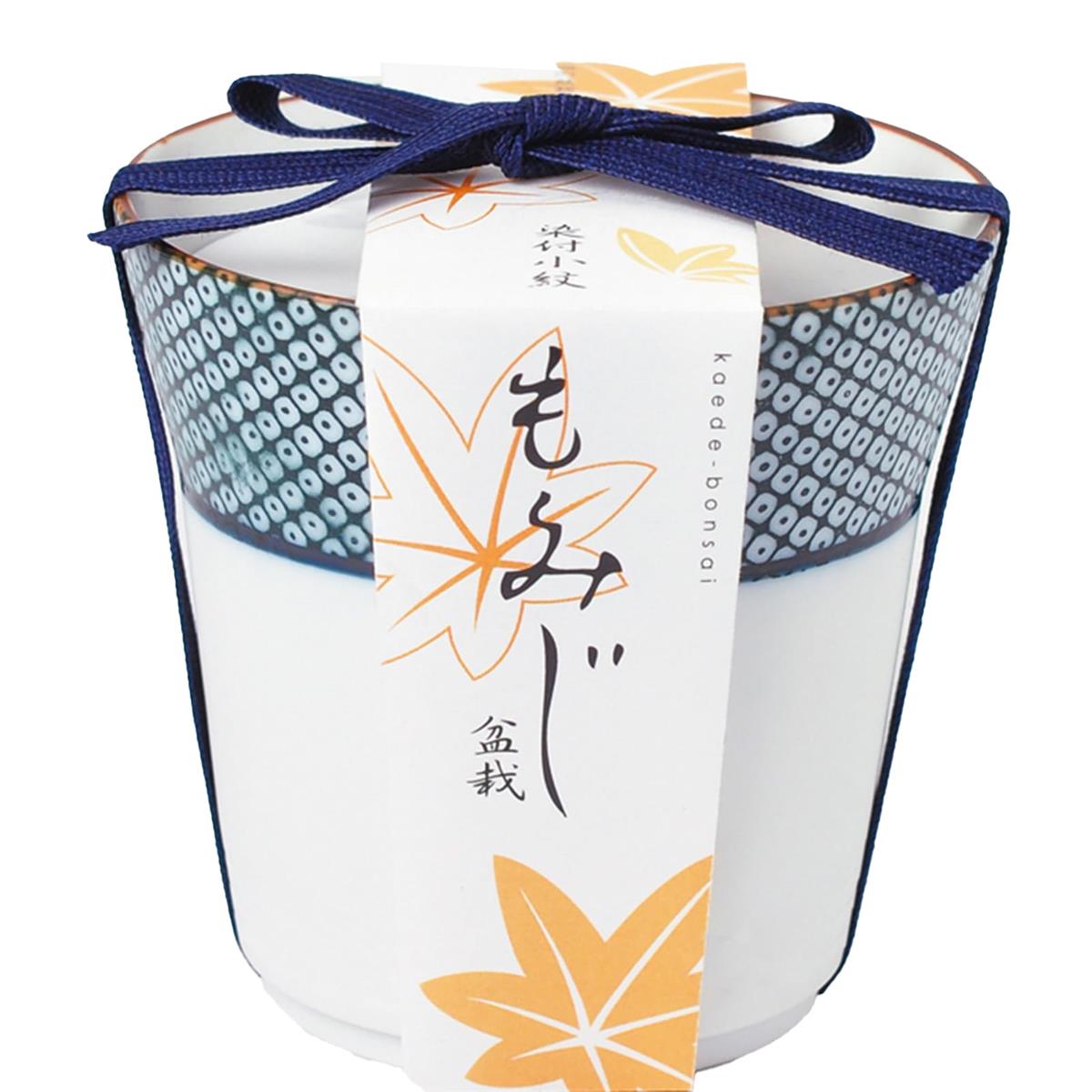 聖新陶芸 春 / 秋の 手のひら庭園 まめ盆栽 盆栽キット ミニ 栽培キット ゆったり育てる もみじ 簡単 栽培セット ( 自由研究 ) 鉢の径約9cm 染付小紋盆栽 父の日 母の日 プレゼント 誕生日 GD-45203