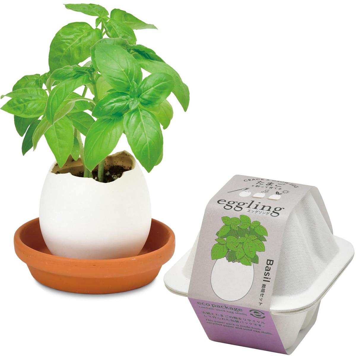 聖新陶芸 通年 家庭菜園 簡単 栽培キット バジル 香草 ハーブ 栽培セット (自由研究/食育) 鉢約7×9cm ..