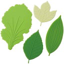 トルネ 抗菌 シリコン レタス&リ ーフ バラン 4枚入 繰り返し使える 電子レンジ・食洗機対応 弁当 P-3624
