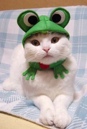 猫のお洋服「カエルにゃんに変身セット」キャットウェ