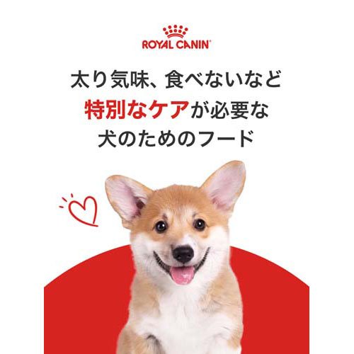 ロイヤルカナン ミニ インドア シニア 8歳以上(3.5kg)【ロイヤルカナン(ROYAL CANIN)】[ドッグフード] 2