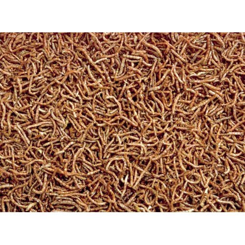 �ӥ��ɥ饢���ॷ(12g��36���å�)�ڤҤ����