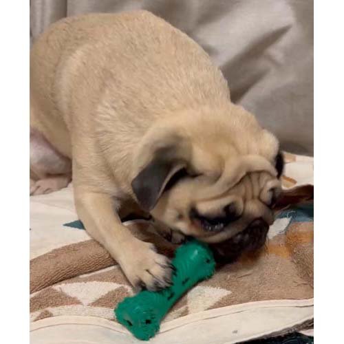 �ϡ��� ���塼�ǥ�� ���֥饷������� S ��5kg ����(24���å�)��Hartz(�ϡ���)��