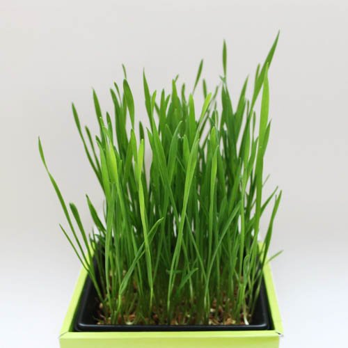 �ͤ���Υ��� �ͤ��ؤ��� B226(50g��30���å�)