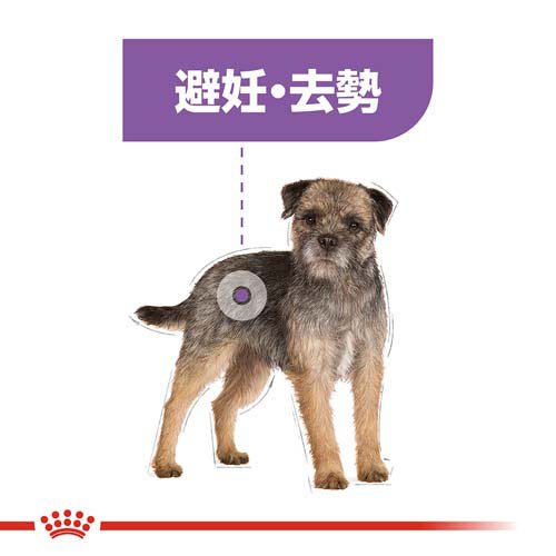 ロイヤルカナン ケーナイン ケア ニュートリション ミニ ステアライズド(2kg×2セット)【ロイヤルカナン(ROYAL CANIN)】 nyanzaq-10195255 楽天24 ペット館 サンプル画像3