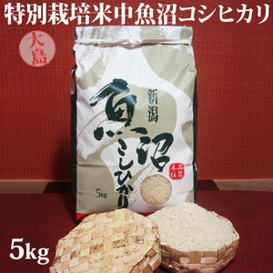 令和3年産☆サマーセール☆特別栽培米中魚沼産コシヒカリ5kg(大島さん)