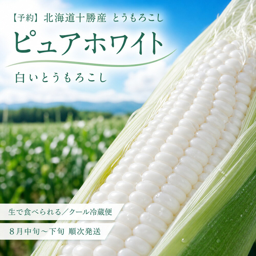 【予約】とうもろこし ピュアホワイト 北海道 十勝産 芽室町 送料無料 8本〜50本 白いとうもろこし ホワイトコーン 中村農場 クール冷蔵便 朝採り 産地直送 2026年産 8月15日頃から順次発送予定