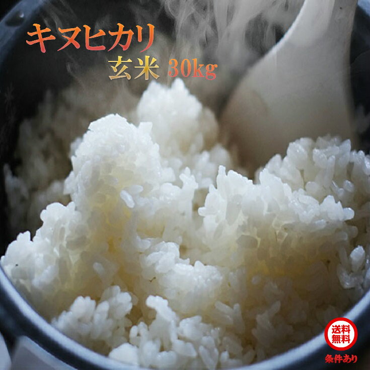Rakuten - 玄米 送料無料 令和7年産 近江米　 キヌヒカリ　　30kg