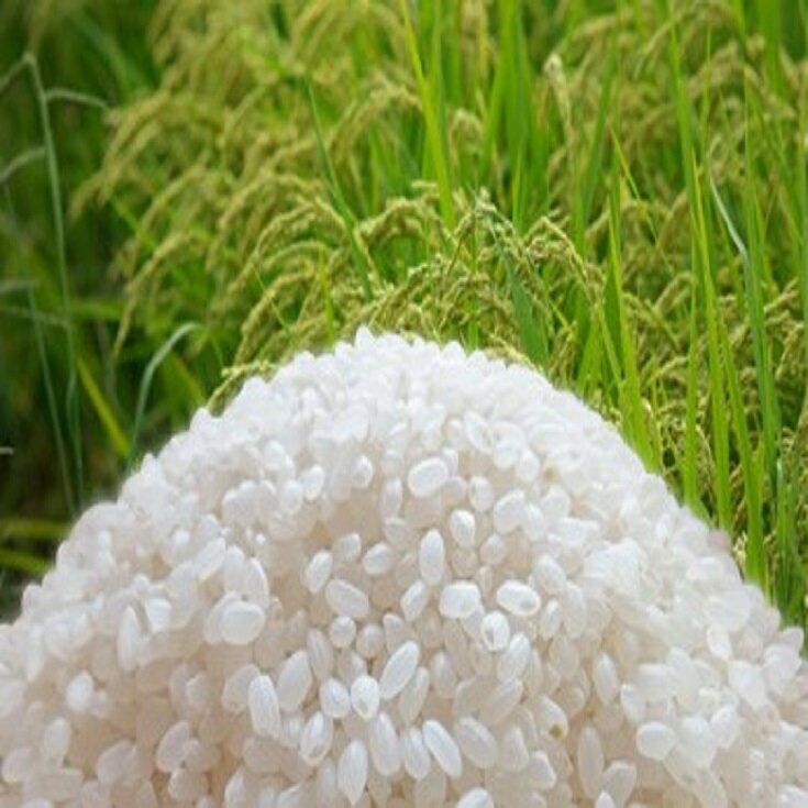 乐天商城 - 玄米 送料無料 令和7年産 近江米　秋の詩　30kg（北海道別途送料2000円。沖縄、離島への発送はできません）