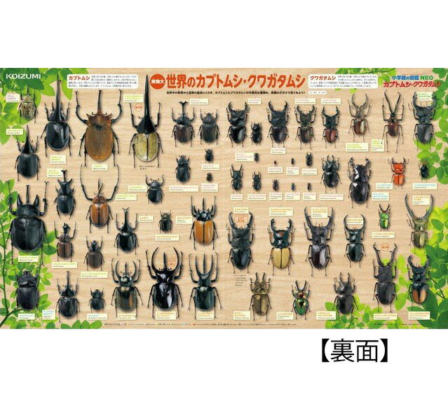 【A級品　アウトレット品】2024年　コイズミ　小学館の図鑑NEO　恐竜　裏面カブトムシ/クワガタムシ　デスクマット　YDS-405KKサイズ(W89×D50)!キズや汚れからデスクを守ります。※丸巻きでのお届け!　透明　シート　日本製　※送料無料(一部地域を除く) 2