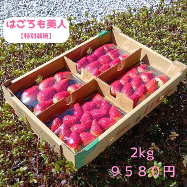 特別栽培 いちご 身内へのギフト・贈答、うち使い用 2箱2kg(250g×8パック) はごろも美人 愛知県産 フルーツ 【送料無料】