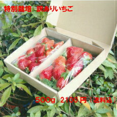 訳ありいちご 特別栽培 ご家庭用におすすめ 愛知県産 ゆめのか フルーツ 500g(250g×2パック)【送料込】