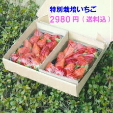 いちご 特別栽培 いちご　うち使い・身内へのギフト用　　500g(250g×2)　愛知県産　ゆめのか