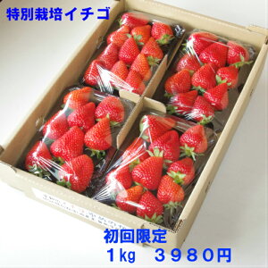 特別栽培 いちご　身内へのギフト・贈答、うち使い用　1箱1kg(250g×4パック) ゆめのか　愛知県産　フルーツ　【送料無料】