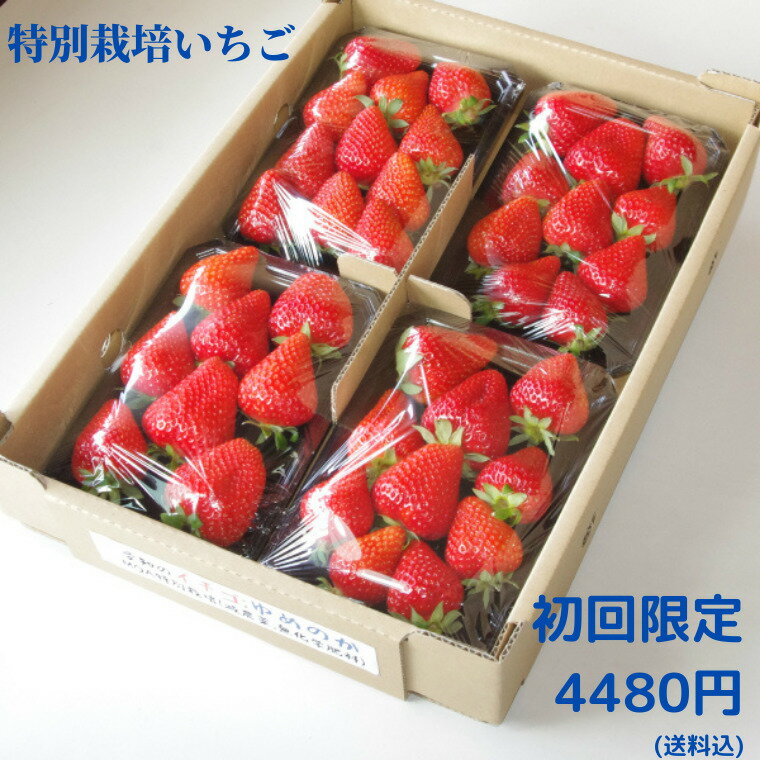 いちご 特別栽培 いちご　身内へのギフト・贈答、うち使い用　1箱1kg(250g×4パック) ゆめのか　愛知県産　フルーツ　【送料無料】