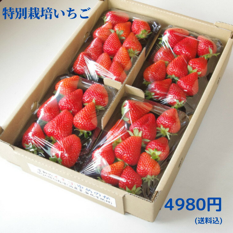 特別栽培 いちご　身内へのギフト・贈答、うち使い用　1箱1kg(250g×4パック) ゆめのか　愛知県産　フルーツ　【送料…