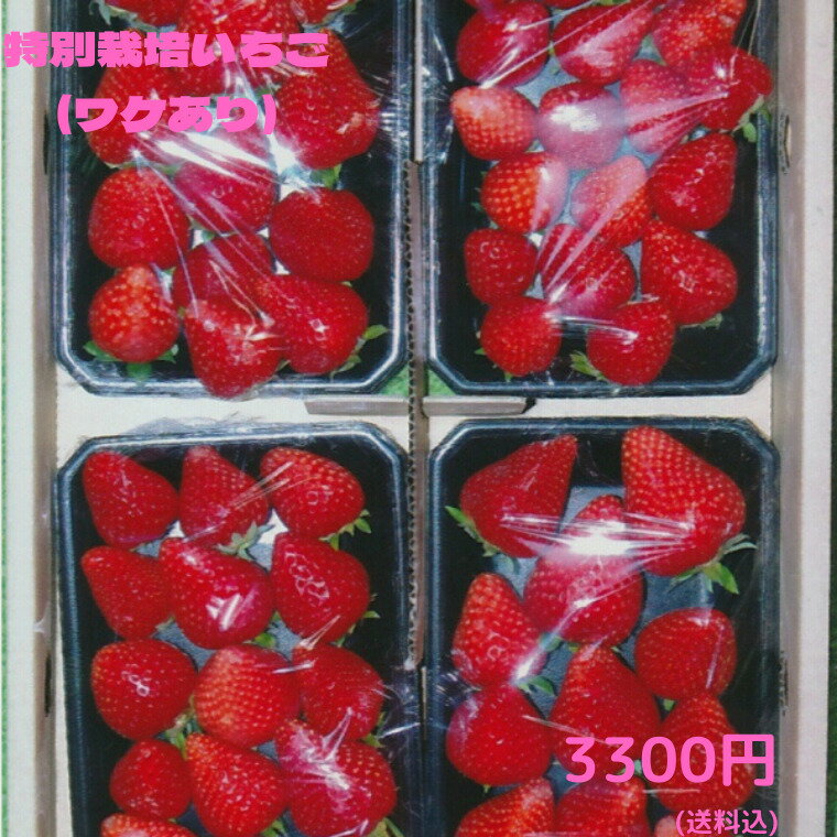 訳ありいちご　特別栽培　ご家庭用におすすめ　愛知県産　ゆめのか　フルーツ　1kg(250g×4パック)【送料込】