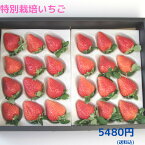 いちご 特別栽培　1箱750g　ゆめのか 愛知県産【送料無料】 ギフト・贈答用におすすめ フルーツ