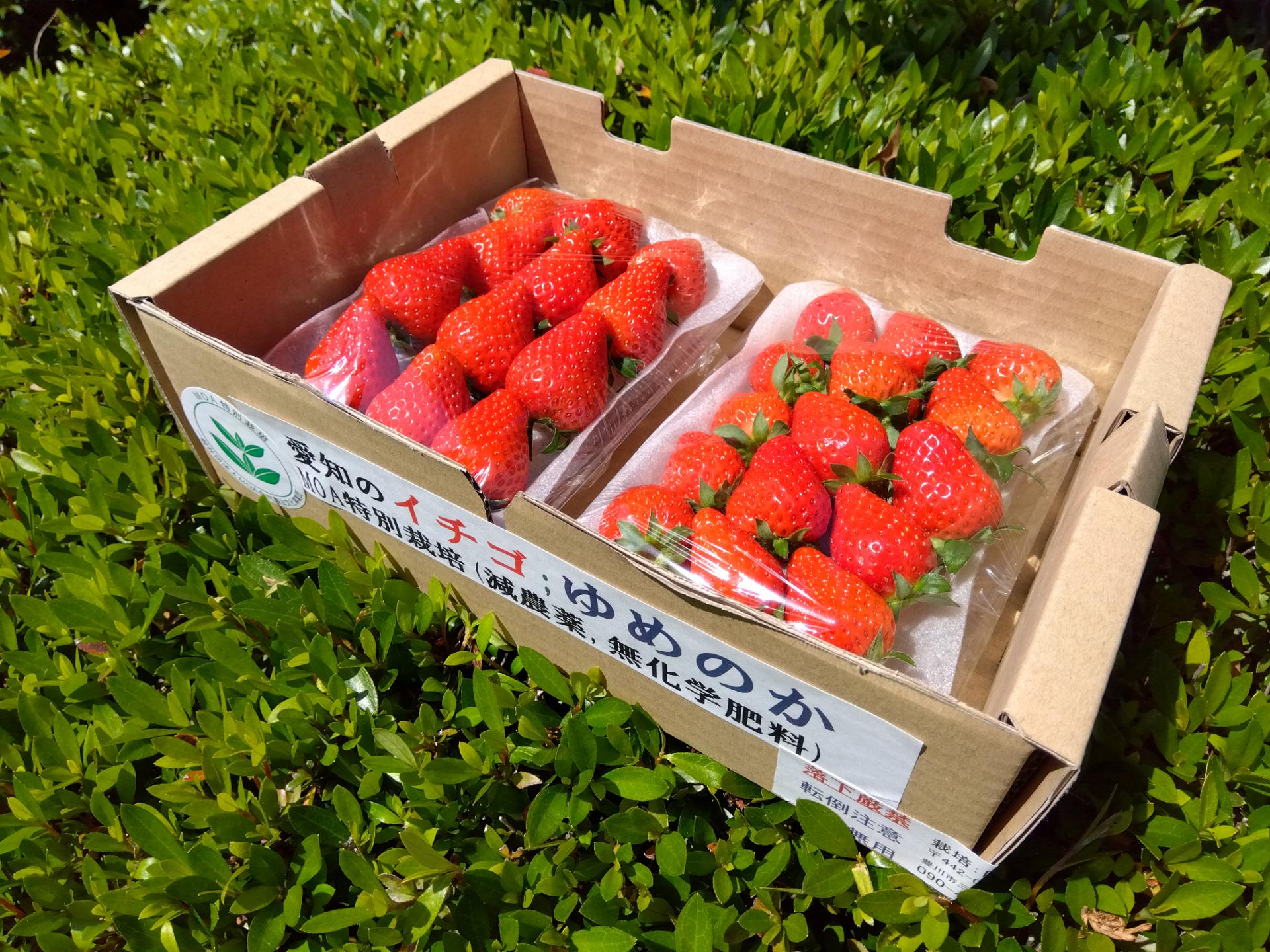 いちご 特別栽培 いちご　うち使い・身内へのギフト用　　500g(250g×2)　愛知県産　ゆめのか