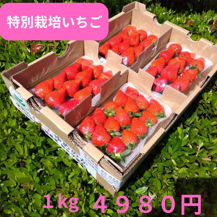 いちご 特別栽培 いちご　身内へのギフト・贈答、うち使い用　1箱1kg(250g×4パック) ゆめのか　愛知県産　フルーツ　【送料無料】