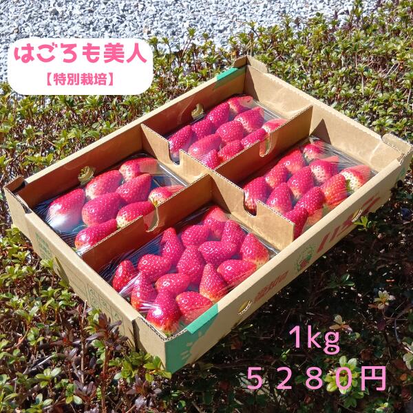 特別栽培 いちご 身内へのギフト・贈答、うち使い用 1箱1kg(250g×4パック) はごろも美人 愛知県産 フルーツ 【送料無料】