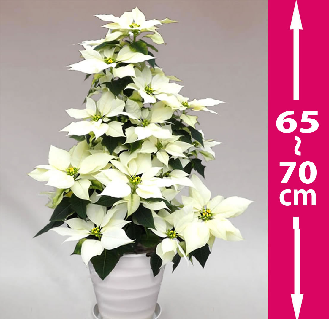 鉢植えポインセチア 70cmのタワー7号・白◆お歳暮、クリスマスギフト、プレゼント用のギフトに最適。◆高さ70センチのタワータイプ、コンパクトで場所を選ばずクリスマスの飾り付けに